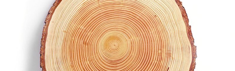 Лиственница Сибирская древесина