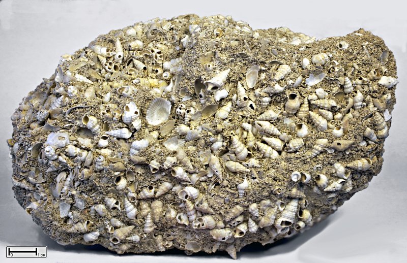 Известняк ракушечник порода