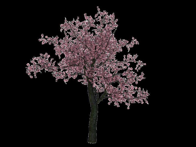 Черри блоссом дерево деревья