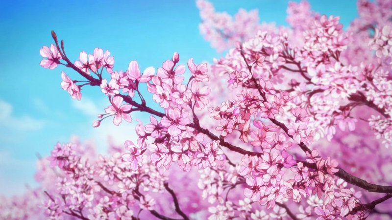 Черри блоссом аниме