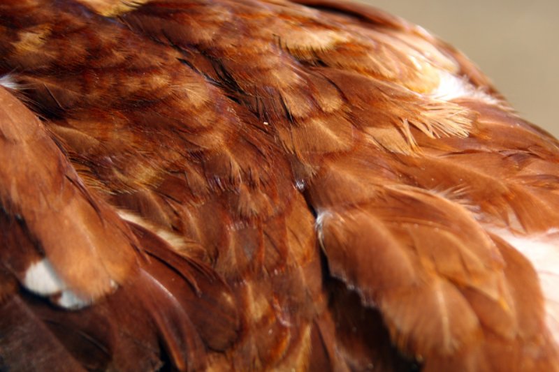 Коричневые перья