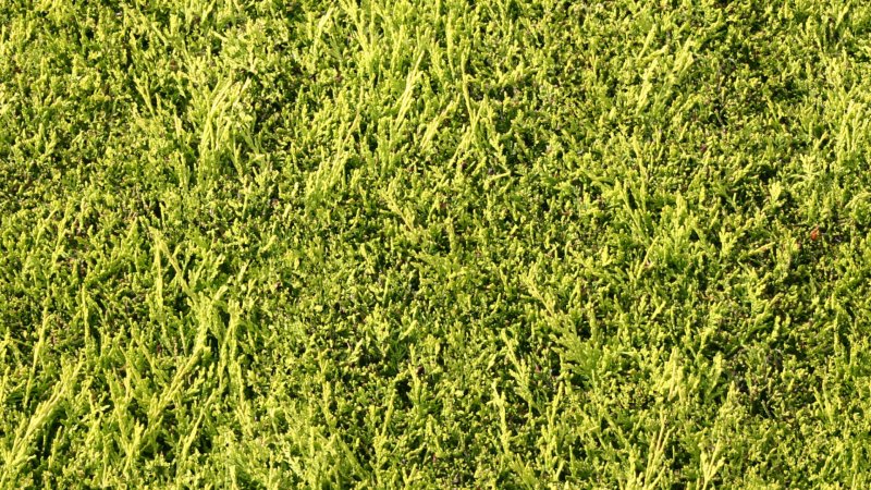 Бесшовная трава 3д Макс