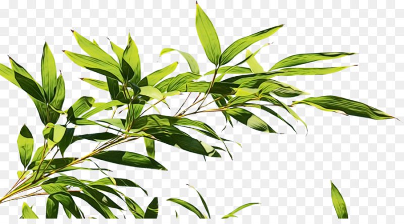 Листья бамбука