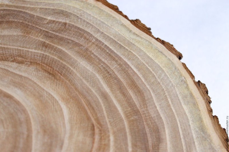 Карагач вяз спил