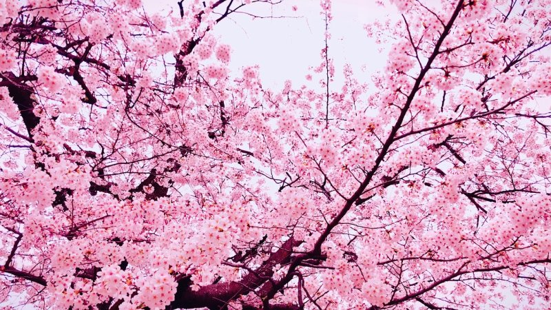 Дерево Сакуры Геншин