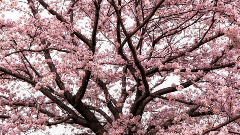 Япония Сакура