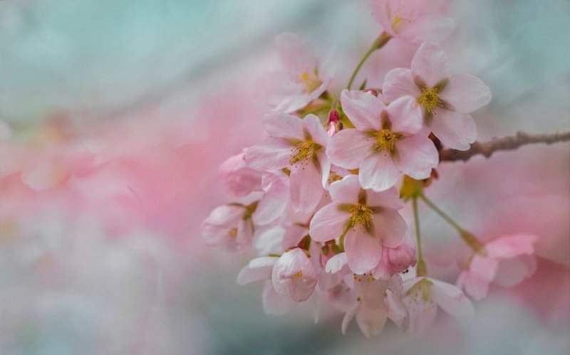 Цветущая вишня