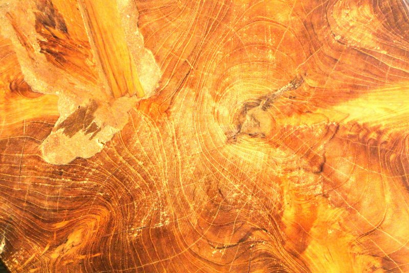 Текстура древесины