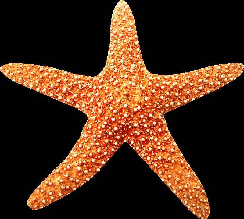 Морская звезда на прозрачном фоне