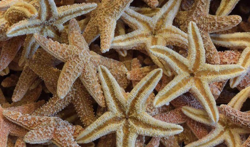 Морская звезда красивая