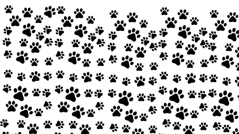 Кошачьи и собачьи следы