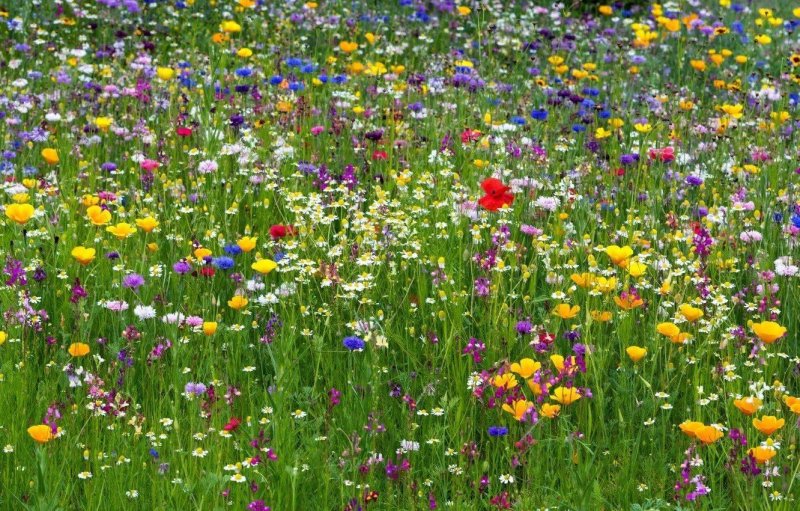 Разнотравье Луговой цветник