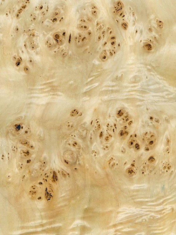 Шпон корень