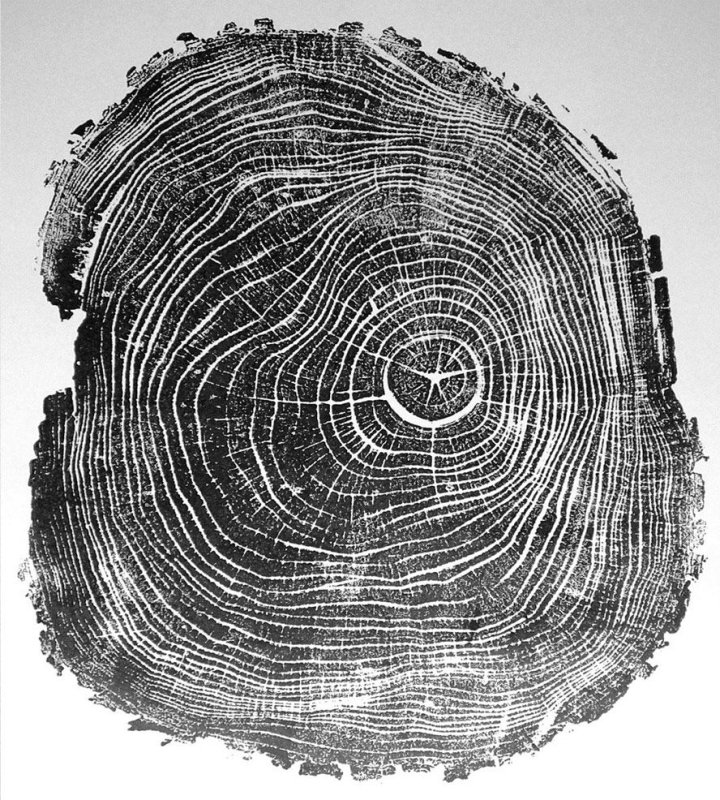 Дерево в разрезе