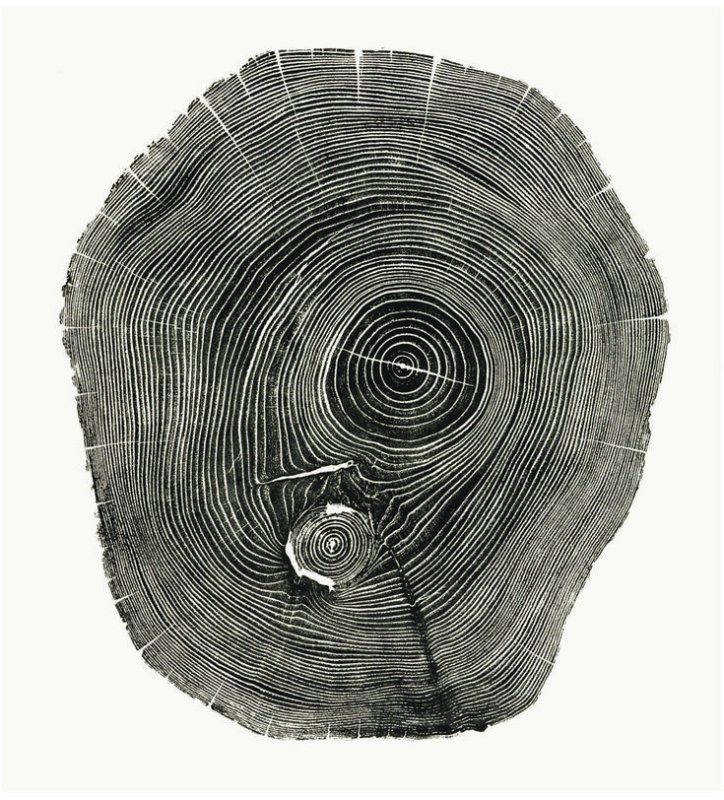 Годовые кольца