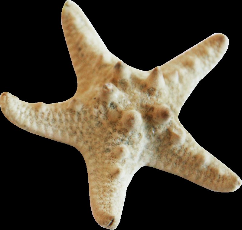 Морская звезда на прозрачном фоне