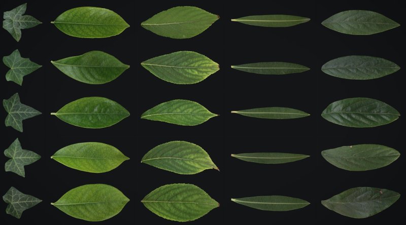 Текстура листьев