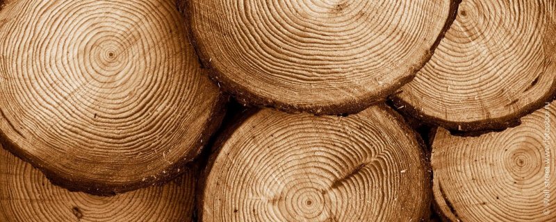 Сосна древесина