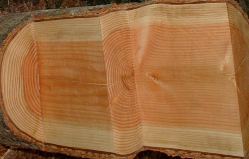 Пихта Сибирская древесина