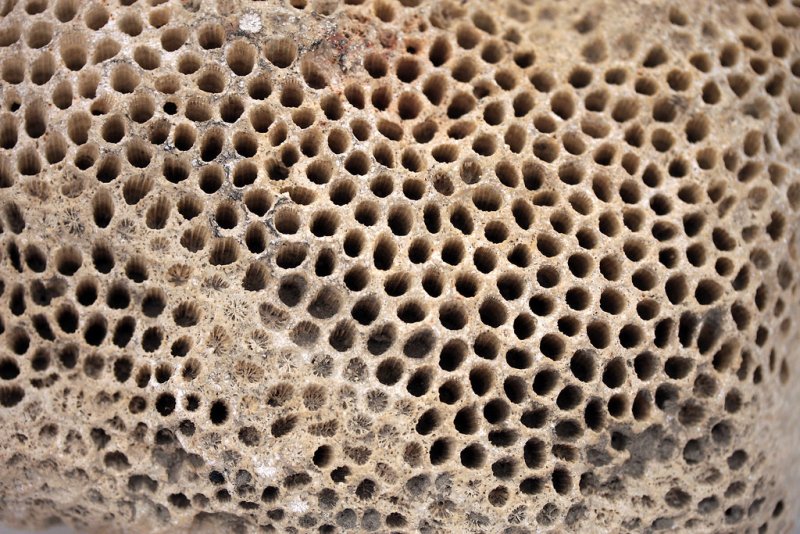 Трипофобия цветок лотоса