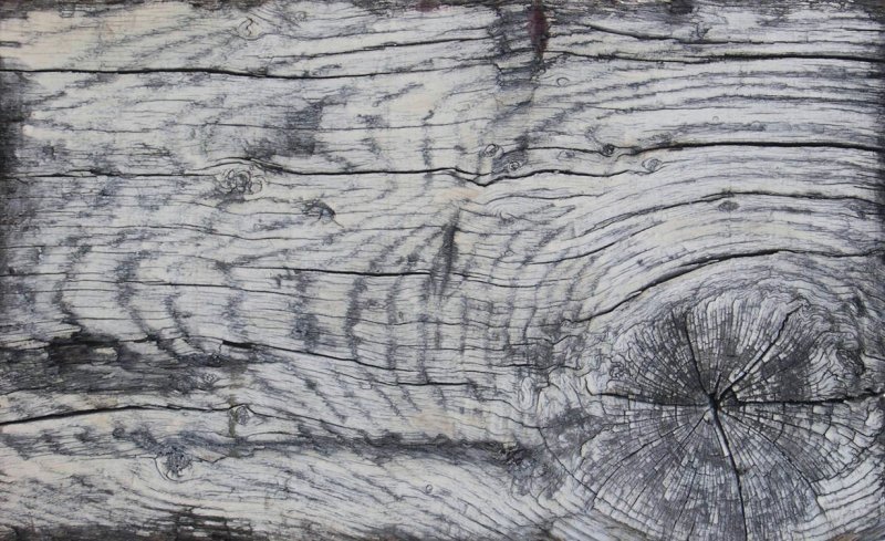 Фактура дерева