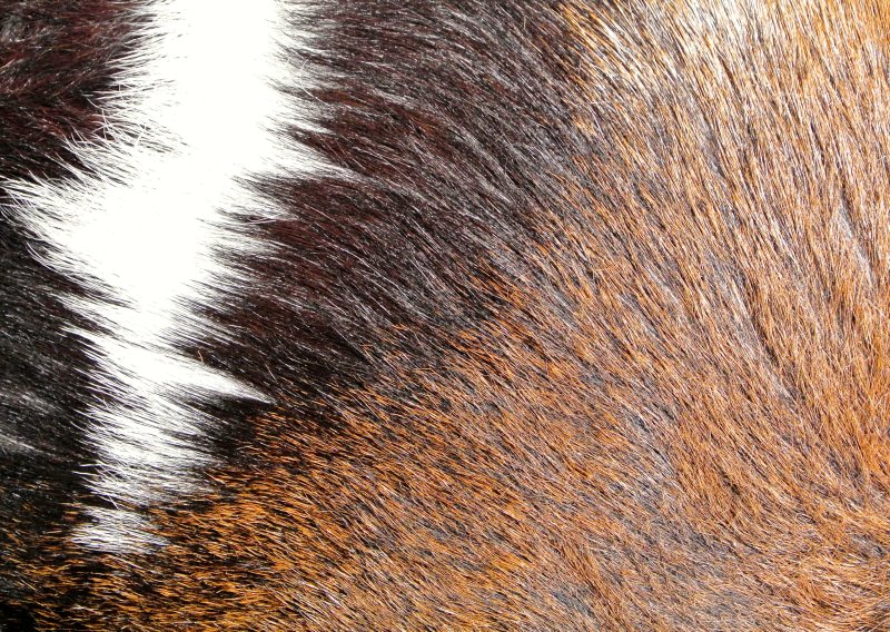 Текстура шерсти