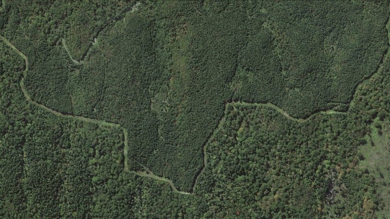 Аэрофотоснимки лесного фонда