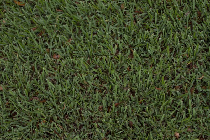 Бесшовная трава 3д Макс