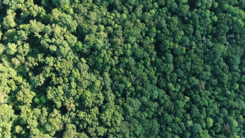 Деревья сверху