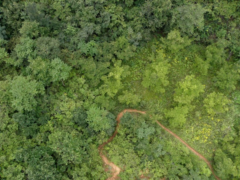 Лес деревья вид сверху