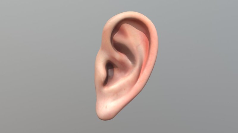 Ушная раковина референс