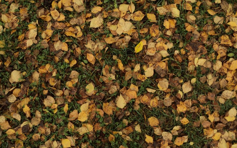 Фактура растений