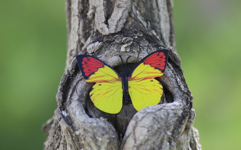 Бабочки в лесу