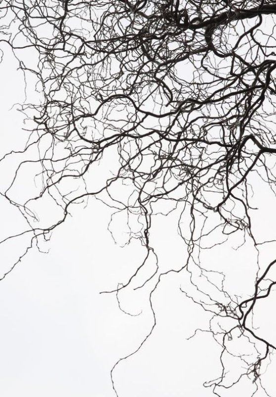 Вены для фотошопа