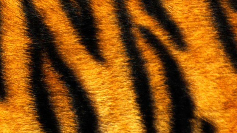 Шкура тигра