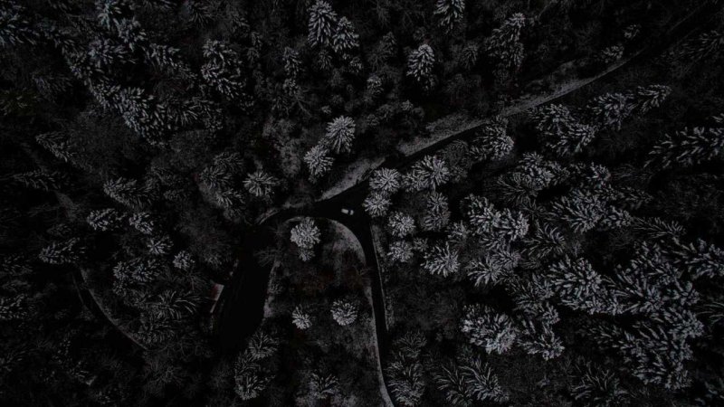 Чёрный лес сверху
