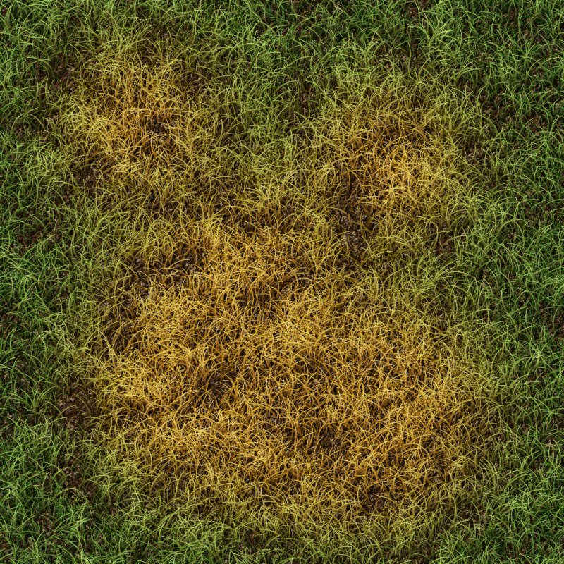 Grass texture бесшовная