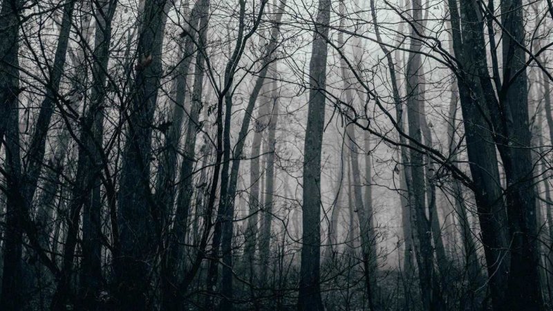 Мрачный лес