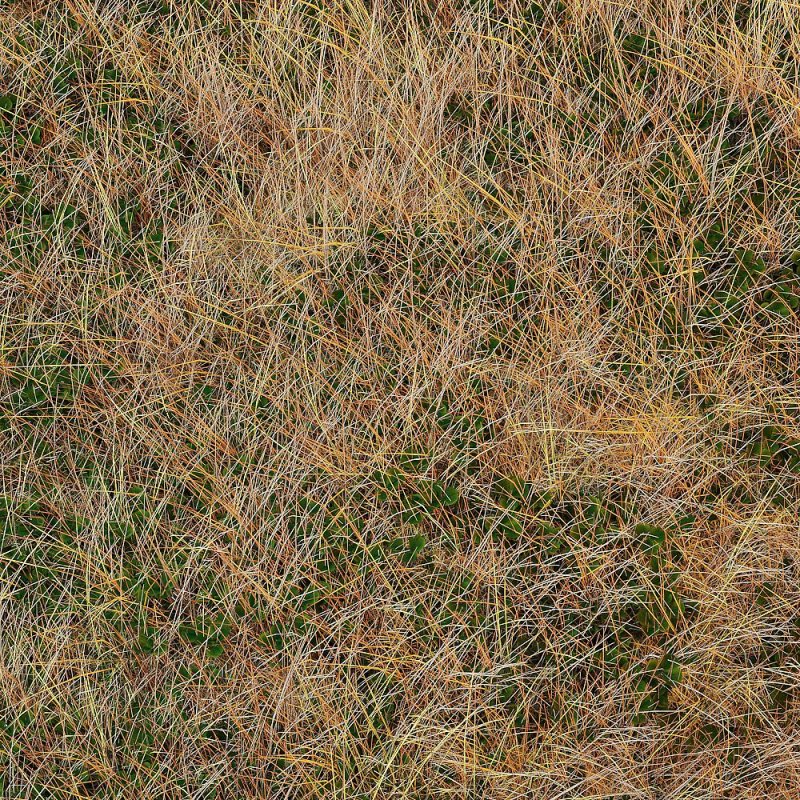 Осенняя трава