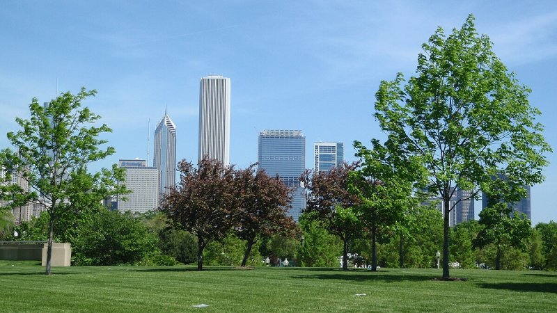 Панорама деревья