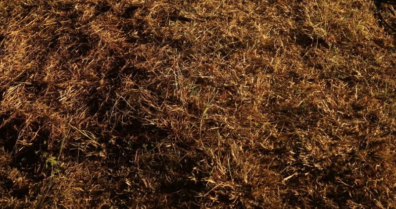 Сухая трава текстура