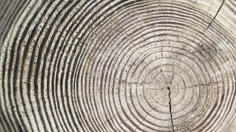 Срез дерева текстура