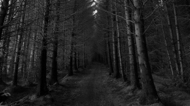 Чёрный лес Шварцвальд сосны