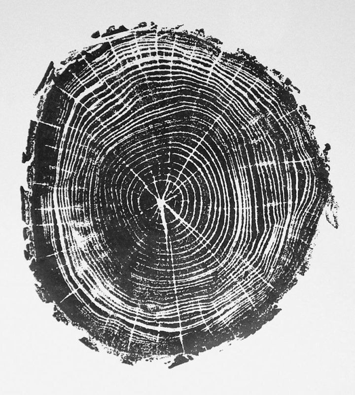 Отпечаток среза дерева