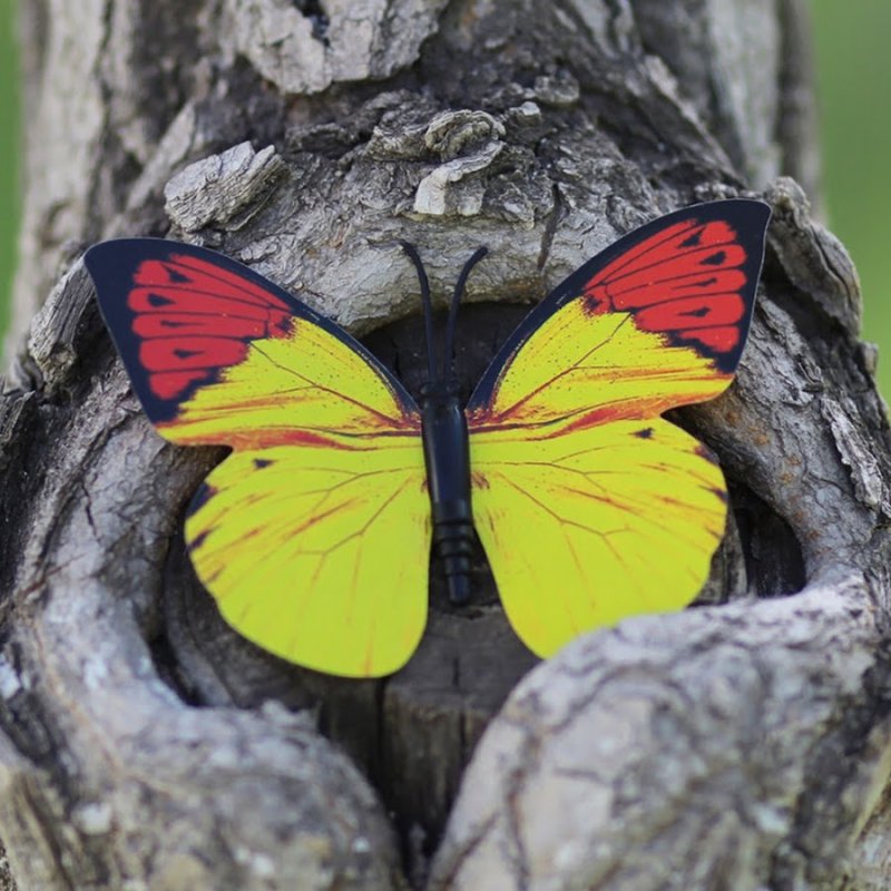 Яркие бабочки