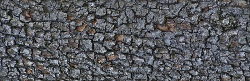 Обугленное дерево