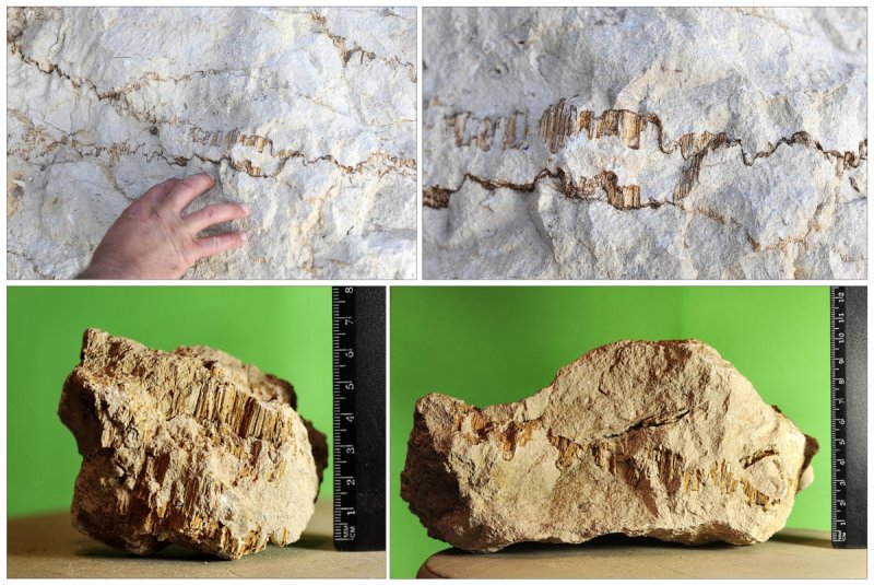 Стилолитовые швы