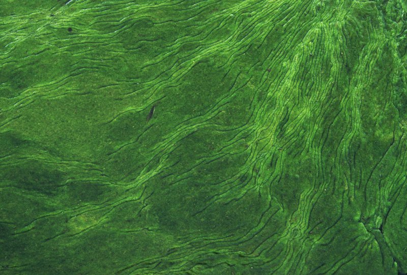 Водоросли текстура