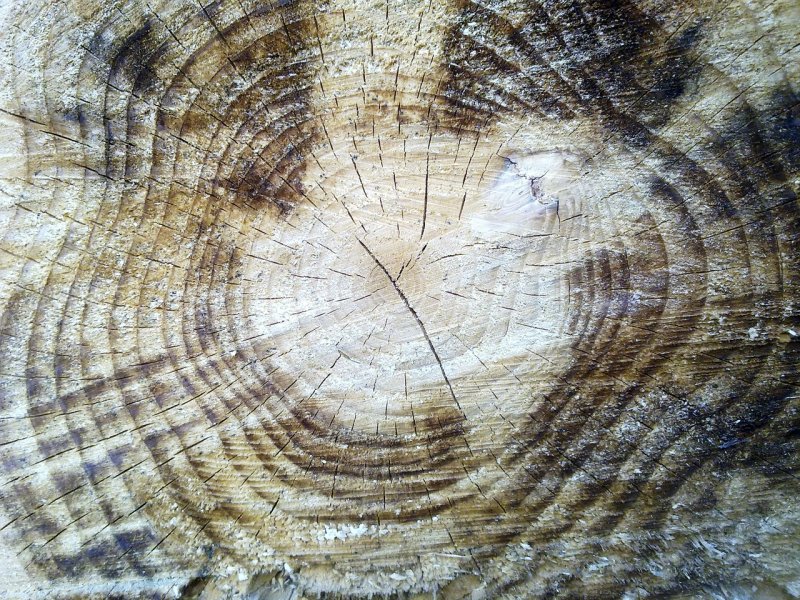 Годичные кольца древесины