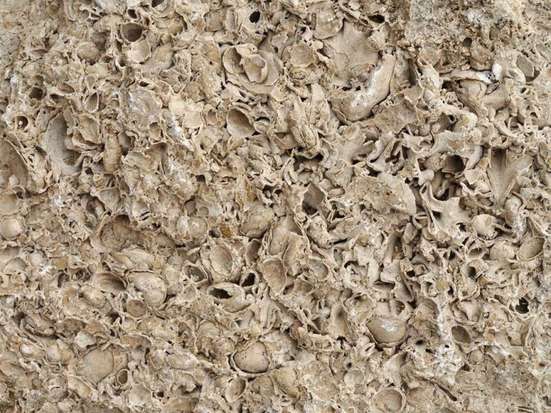 Крымский песчаник ракушечник